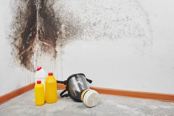 Best Attic Mold Removal  in Woodsfield, OH