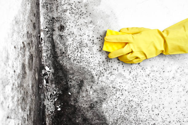  Woodsfield, OH Mold Removal Pros