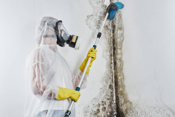 Best Same-Day Mold Removal  in Woodsfield, OH