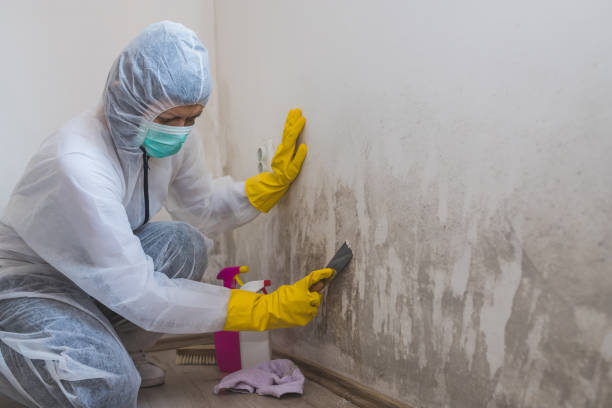 Best Certified Mold Removal  in Woodsfield, OH