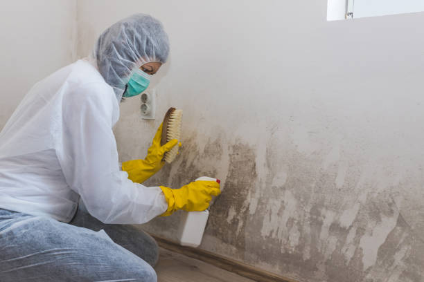 Best Mold Removal Near Me  in Woodsfield, OH