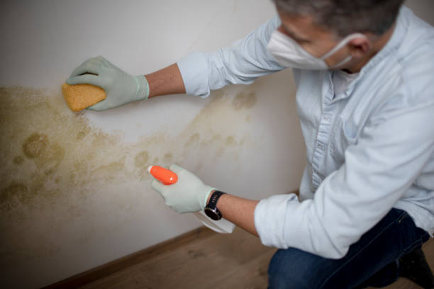 Best Fast Mold Removal  in Woodsfield, OH