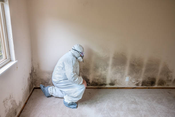 Best Mold Cleaning Services  in Woodsfield, OH