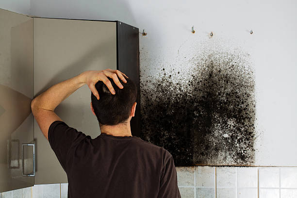 Best Mold Removal Company Near Me  in Woodsfield, OH