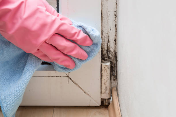 Best Mold Removal and Inspection  in Woodsfield, OH