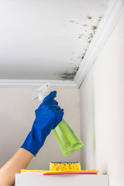 Best Professional Mold Removal  in Woodsfield, OH